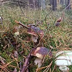Rykowisko - Caloroczne Nad Jeziorem I Rzeka * Nový Štětín