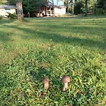 Rykowisko - Całoroczne Nad Jeziorem I Rzeką *