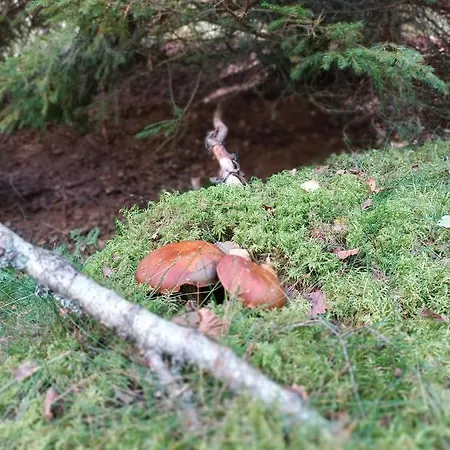 Rykowisko - Caloroczne Nad Jeziorem I Rzeka