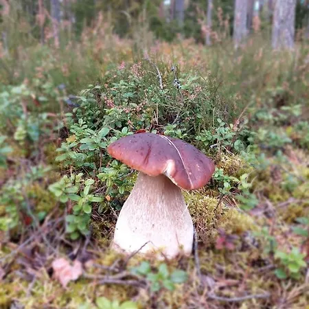 Holiday home Rykowisko - Caloroczne Nad Jeziorem I Rzeka