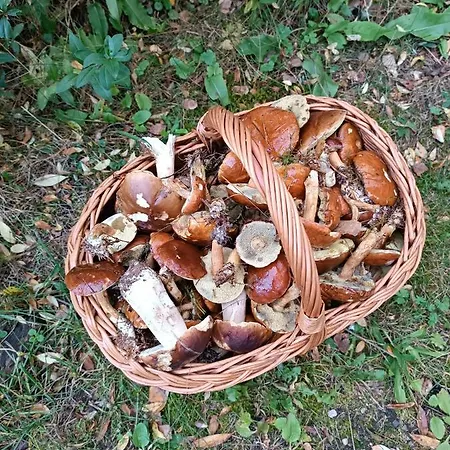 Rykowisko - Caloroczne Nad Jeziorem I Rzeka Hébergement de vacances Szczecinek