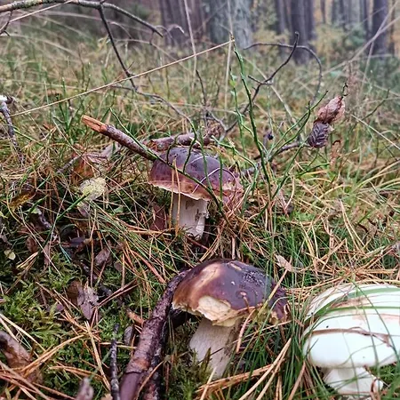 Rykowisko - Caloroczne Nad Jeziorem I Rzeka * Szczecinek