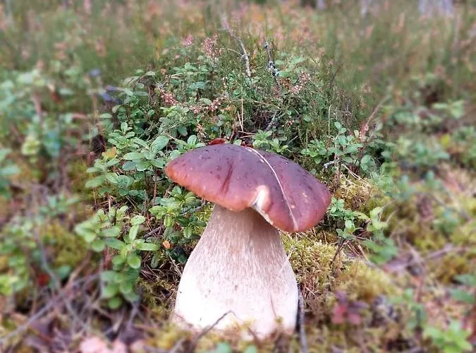 Tatil Evi Rykowisko - Caloroczne Nad Jeziorem I Rzeka